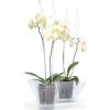 Tyč COUBI ISTC01, 60 cm, transparent, opěrná, pro orchideje