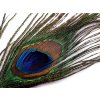 Paví peří délka 70-110 cm (Balení 1 ks, Varianta paví přírodní)