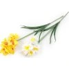 Umělý narcis (Balení 1 ks, Varianta 1 bílá)