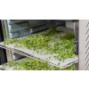 Salente QuickDry, drying herbs in a dryer
