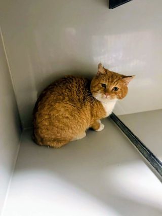 Dnešní příjem od MP Jablonné v Podještědí: krásný kocourek má na sobě staré kousance od jiného zvířete, čeká ho veterina....