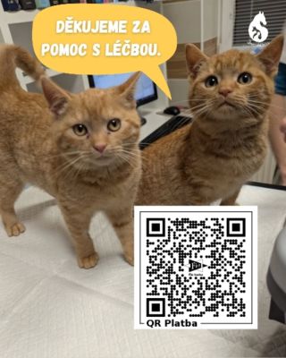 Koťátka, která se našla promrzlá nebo nachlazená, byla na kontrole a dělají pokroky 🙏🏻 Zrzavé duo Tiger a Trixie už budou...