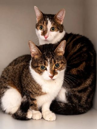 Noví kocourci, bráškové u nás v karanténě 🥹 Narození jsou v roce 2021, jsou na sebe dost zvyklí, žili jen v bytě s...