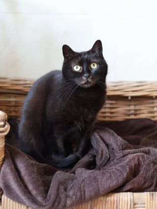 🖤 Méďa: Drákula s něžným srdcem hledá svůj přístav Seznamte se s Méďou – kocourkem, kterého v davu rozhodně nepřehlédnete!...