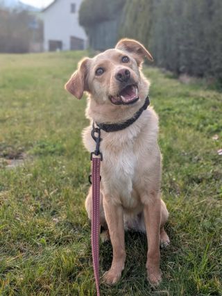 ​🐾 MAXÍK HLEDÁ CESTU DOMŮ (PODRUHÉ A NAPOSLEDY) 🐾 ​Někdy život napíše scénář, který nikdo nečekal. Maxík se po 3 letech...