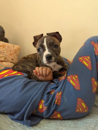 Matylda hledá domov u zkušených lidí, kteří s ní budou pracovat. Je to stěně staforda bez PP. Až ve věku 11/12 týdnů...