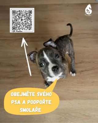 Na 10. dubna vychází svátek "Obejměte svého psa". 🩷 Toho bychom rádi využili pro připomenutí toho, jak důležité je, že ten...