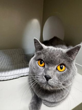 Příjem od MP Česká Lípa: britská kočka 🐈 prosíme majitele, aby se ozval a podal bližší informace ke kočce. Kočena je u nás...
