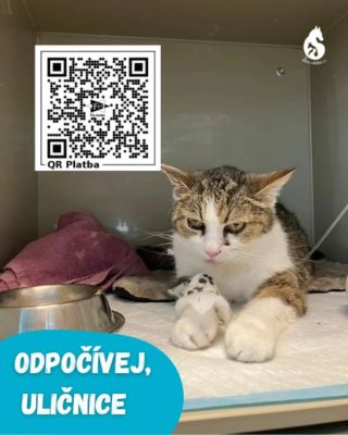 Uličnice od nás šla do adopce s tím, že je po operaci, kdy jí byly odstraněny zhoubné nádory. Byli jsme moc šťastní, že...