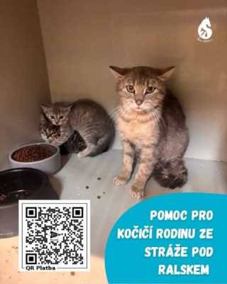 Koťátka s mámou ze Stráže pod Ralskem 😞 volal nám nálezce kočky s koťaty, že prosí o příjem. Bohužel ze zkušeností víme,...