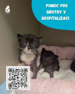 🐾 Tři malí bojovníci potřebují vaši pomoc! 💔 Dostala se k nám tři droboučká koťátka, kterým jsou teprve 3 až 4 týdny....