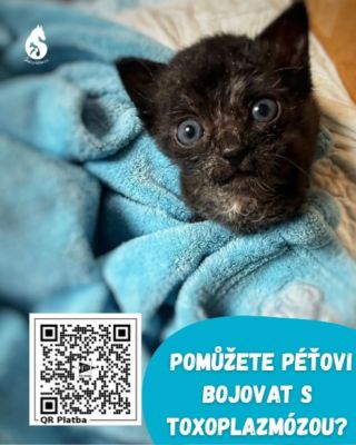 Maličký Péťa svůj boj s parazity, giardiemi a zřejmě toxoplazmózou nevzdává. Je mu teprve necelý měsíc, tlapky se mu...