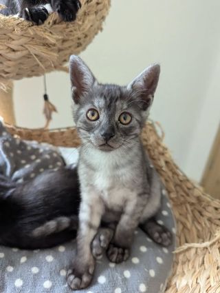 Máme koťátka k okamžité adopci, tedy mají sbalený batůžek a jsou ready to go ✈️ do nových domovů. Jsou negativně testovaná...