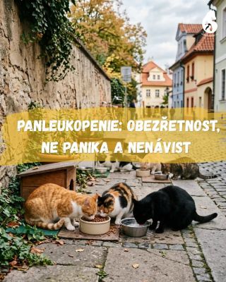 Když jsme oznámili záchyt antigenu na testech u FPV, tedy panleukopenie, chtěli jsme informovat majitele koček v Novém...