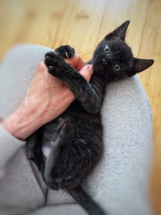 Péťa je jediný přeživší z vrhu koťátek, která o maminku přišla a majitel nám přivezl koťátka s prosbou o záchranu. Péťův...