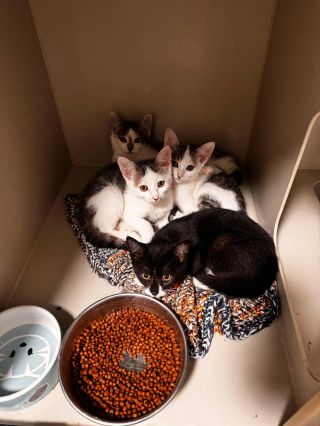 Koťátka z Turnova: poznáváte je? 📣 První skupinka 4 sourozenců byla nalezena v ulici 5. Května a byla přijata 28.8.2026....