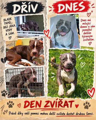 ❤️BLADE TO NEVZDAL. A DNES POMÁHÁ DALŠÍM ZVÍŘATŮM www.donio.cz/denzvirat Vybráno zatím 663.000 Kč z 7.000.000 Kč Blada...