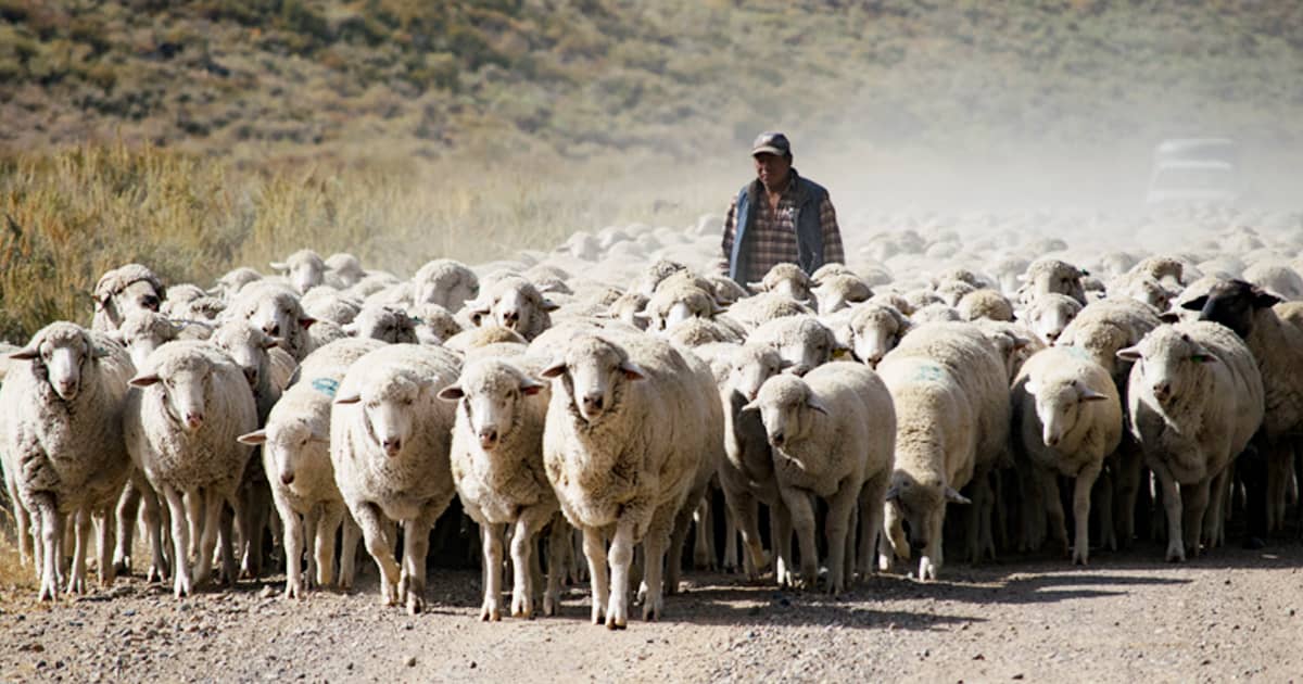 Štart novej sezóny v chove oviec: odborné odporúčania pre úspešný rok