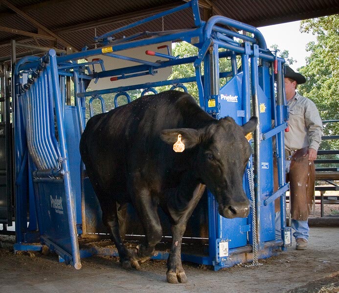 🐄 Novinky pre chovateľov dobytka: Pevné riešenia pre lepší deň na farme