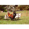 Elektrická sieť pre hydinu AKO Poultry Netting 106 cm 15–50 m