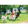 Elektrická sieť pre hydinu AKO Poultry Netting 106 cm 15–50 m
