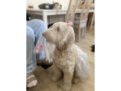 Diskuzní klub: Inspirace v canisterapii 7.2.2026