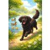 Flat coated retriever