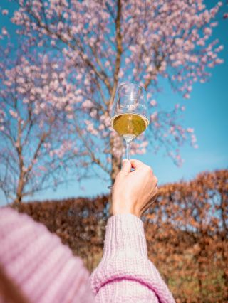 Zadejte kód: 🌸𝓜𝓐𝓝𝓓𝓛𝓞𝓝𝓔🌸 a získejte -25% na lehká a svěží vína z řady Sad a Alej. 🍇 Mandloňové slavnosti jsou oslavou jara...