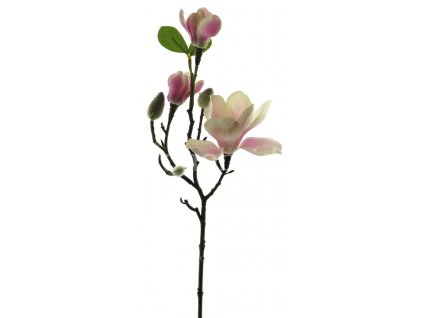 Innovative magnolia bila ruzova