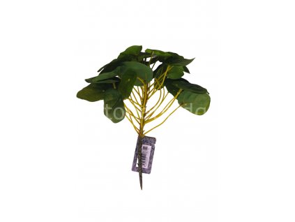 Innovative Pilea titul 02nd