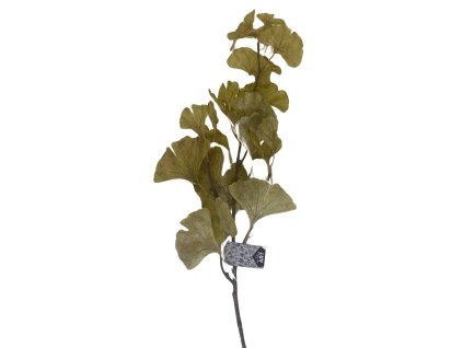 Innovative Gingko zelena