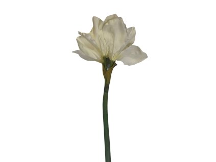 Innovative amarylis kremova(1)