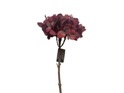 Innovative hortenzie dutch burgundy