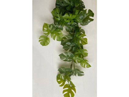 Monstera zavesna listova dekorace