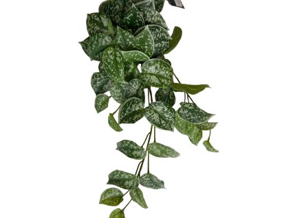 Splhavnice Potos zavesna listova dekorace(1)