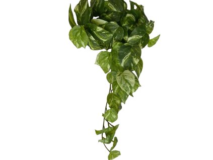 Scindapsus Zavesna listova dekorace