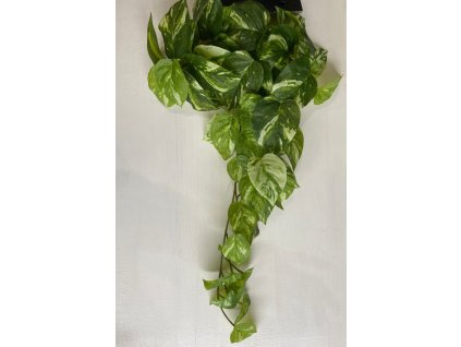 Splhavnice Scindapsus zavesna listova dekorace