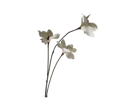 HD Magnolie bila titul DEF