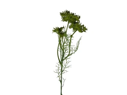 Innovative Divoka mrkev titulni