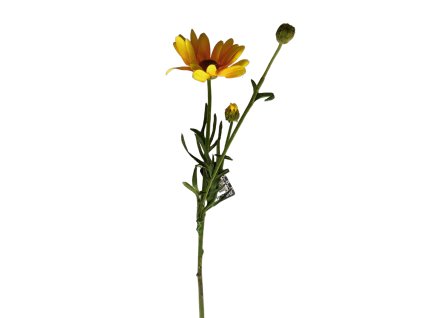 Kopretina HD titulni