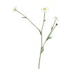 Innovative Hlavac Scabiosa bily 45cm