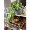 Mica Decorations Šplhavnice Scindapsus 65cm pokojová rostlina, umělá listová dekorace