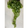 Splhavnice Scindapsus zavesna listova dekorace