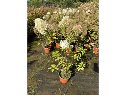 Hortenzie - Hydrangea paniculata ´Candlelight'