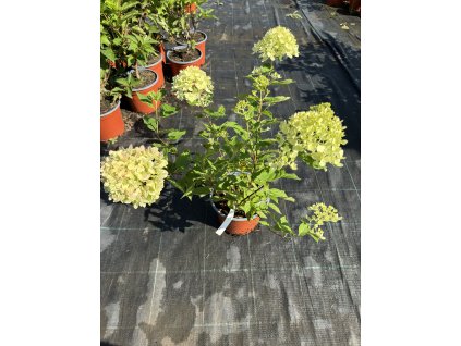 Hortenzie - Hydrangea paniculata ´Sundae Fraise'