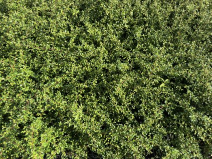 Skalník - Cotoneaster suecicus 'Skogholm' K9