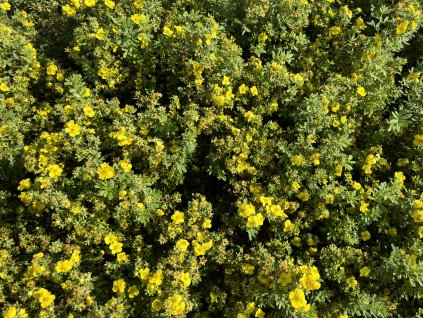 Mochna - Potentilla fruticosa ´Goldfinger´