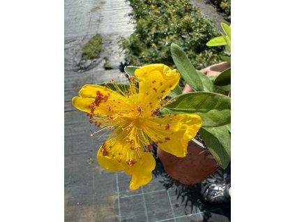 Třezalka - Hypericum calycinum K9