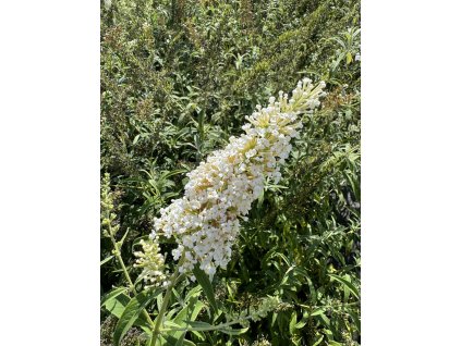 Komule Motýlí keř - Buddleja davidii 'White Profusion' ko1l
