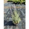 Perovskia - Perovskia atriplicifolia ´Silvery Blue´